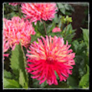 Meet your Posher, Georgianna